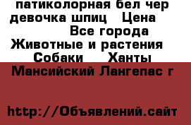 патиколорная бел/чер девочка шпиц › Цена ­ 15 000 - Все города Животные и растения » Собаки   . Ханты-Мансийский,Лангепас г.